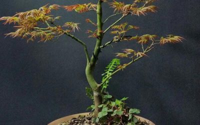 Acer palmatum “Kamagata”/ Japanese Maple– “Eagle’s Claw.”