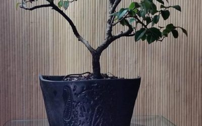 Lorapetalum sinensis “Sizzling Pink”/Chinese Fringeflower