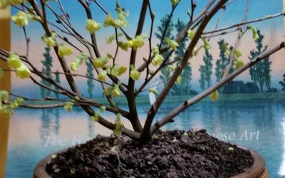 Buttercup Winterhazel/Corylopsis pauciflora