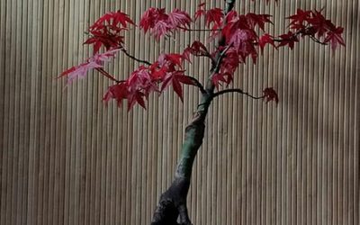 Acer palmatum “Shindeshojo”–Japanese Maple