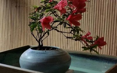 Rhododendron indicum “Chinsan”- Satsuki Azalea