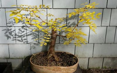 Oregon Ash reaches Maturity