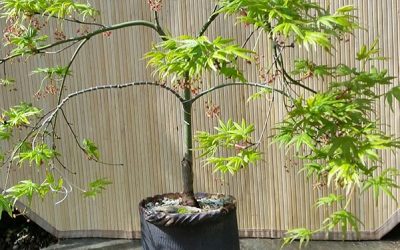 Japanese Maple Pruning now available