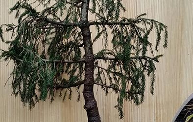 Picea aureospicata — a weeping form of Norway Spruce