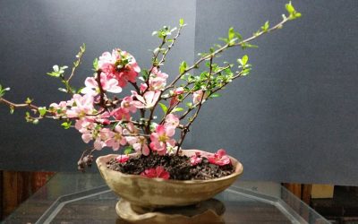 Chaenomeles japonica “Toyo Nishiki”–Japanese Flowering Quince