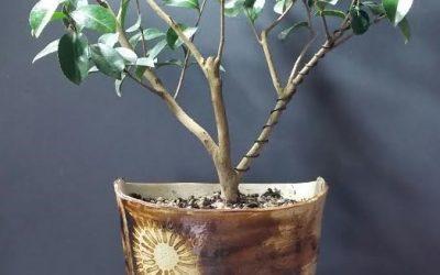 The Second Camellia sasanqua—“Setsugekka”