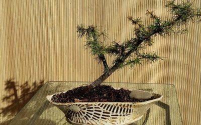 Sacramento Art Festival