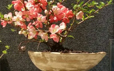 Welcome to Bonsai Akira!