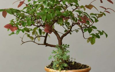 Lorapetalum sinensis “Sizzling Pink”– Chinese Fringeflower