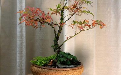 Acer palmatum “Kamagata” Japanese maple bonsai 2016