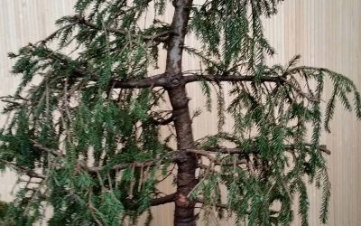 Picea orientalis “Aureospicata”