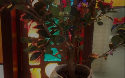 Favorite Camellia is now a bonsai specimen