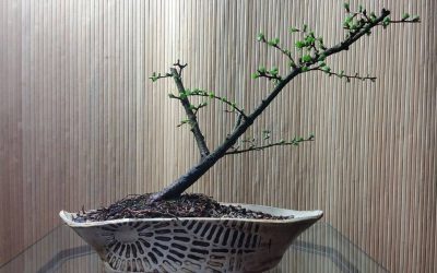 Japanese Larch–Larix kaempferi