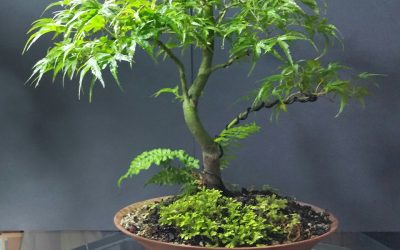 “Kamagata” or “Eagle’s Claw” Japanese Maple