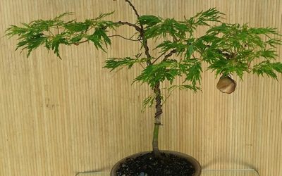 Acer japonicum dissectum “Fairy Lights”–another rare and unusual Japanese Maple