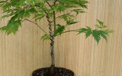 Acer palmatum “Aconitifolium”