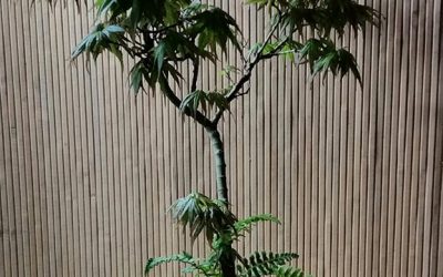 Acer palmatum “Mikawa Yatsubusa”