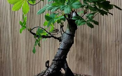 The Features of Bonsai