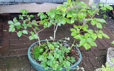 Beech Forest is finally at its peak!