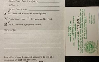 Bonsai Akira Aces Inspection!