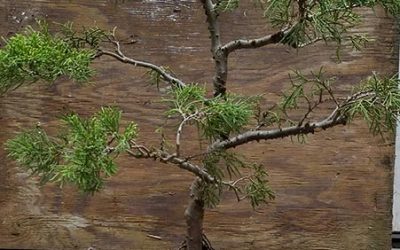 California Juniper has discovered its true nature!