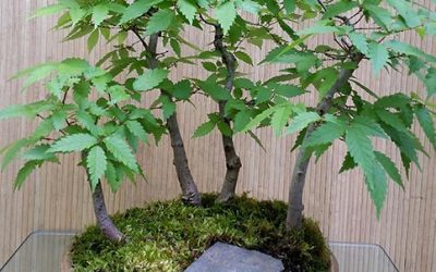 Carpinus Laxiflora Forest #2 — European Hornbeam