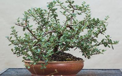 Ceanothus — Victoria — produces blue flowers spring into summer