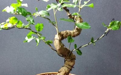 Chinese Bird Plum/ Sageretia