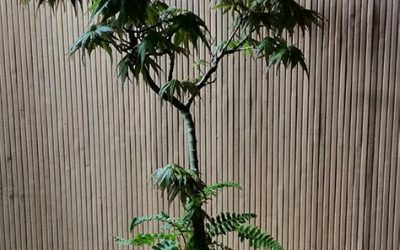 Class at Portland Nursery — July 28th at 1:00PM