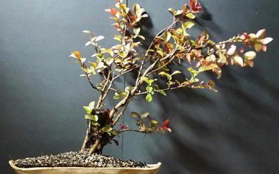 Crape Myrtle has it all!