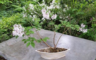Dwarf Korean Lilac