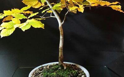 Fagus Sylvatica Gives Constant Delight