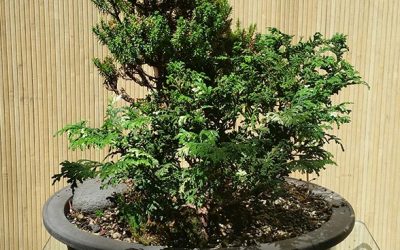 Hinoki Cypress Forest