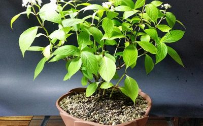 Hydrangea serrata “Blue Deckle” in Bloom