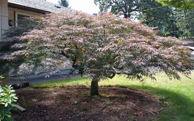 Japanese Maple Styling