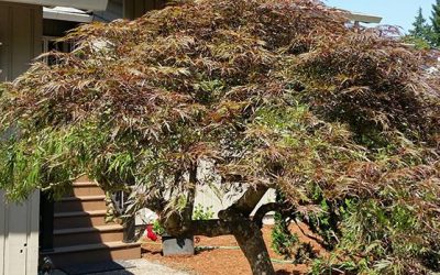 Japanese Style Pruning of Thirty Year Old “Tamukayama” specimen.