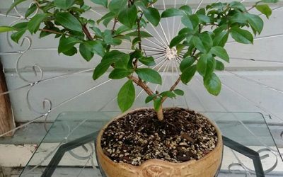 Crape Myrtle   Lagerstromeria “Catawba”