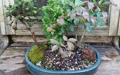 Mixed Conifer and Hardwood Forest is realizing its potential!