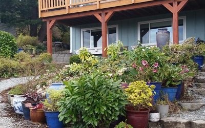 My Newest Service– Patio Garden Design