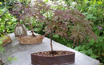 My newest Japanese Maple has found its home.