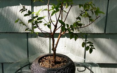 Myrciaria Cauliflora — Brazilian Grape Tree