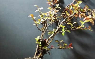 New Pottery Vessels from Sherri’s Collection