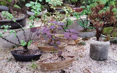 New Pottery from Sherri Aytche for my next open studio!