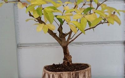 Privet has classic lines and style