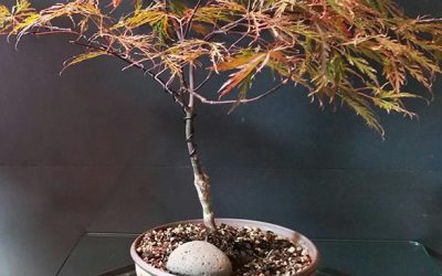 “Red Dragon” Japanese Maple Steals the Show