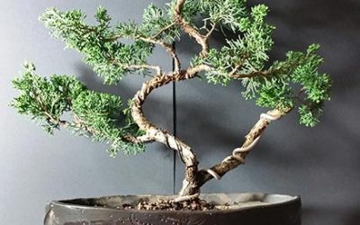 Shimpaku Juniper