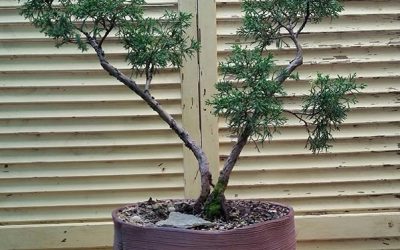 Shimpaku Juniper Shines through summer heat