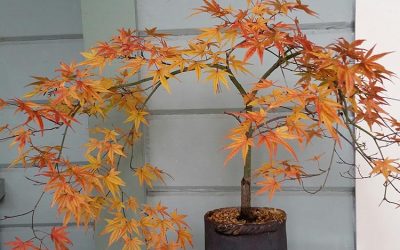 Ryu Sei Welcomes Fall in Bright Raiment