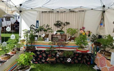 Shows and Sales 2019– Continued