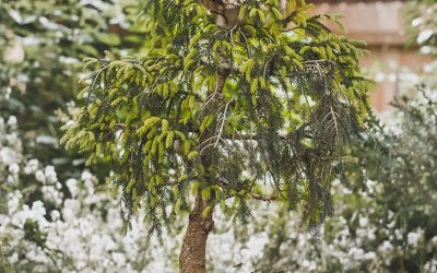 Picea Abies “Pendula” has come to its glorious Maturity